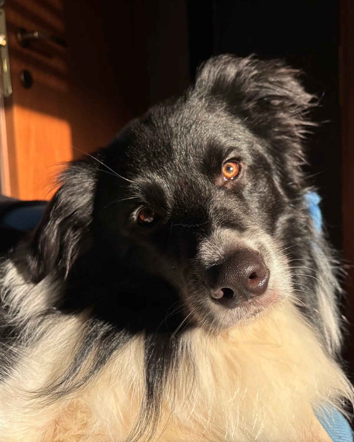 Loki in primo piano, disteso sul divano di casa con lo sguardo verso la luce
