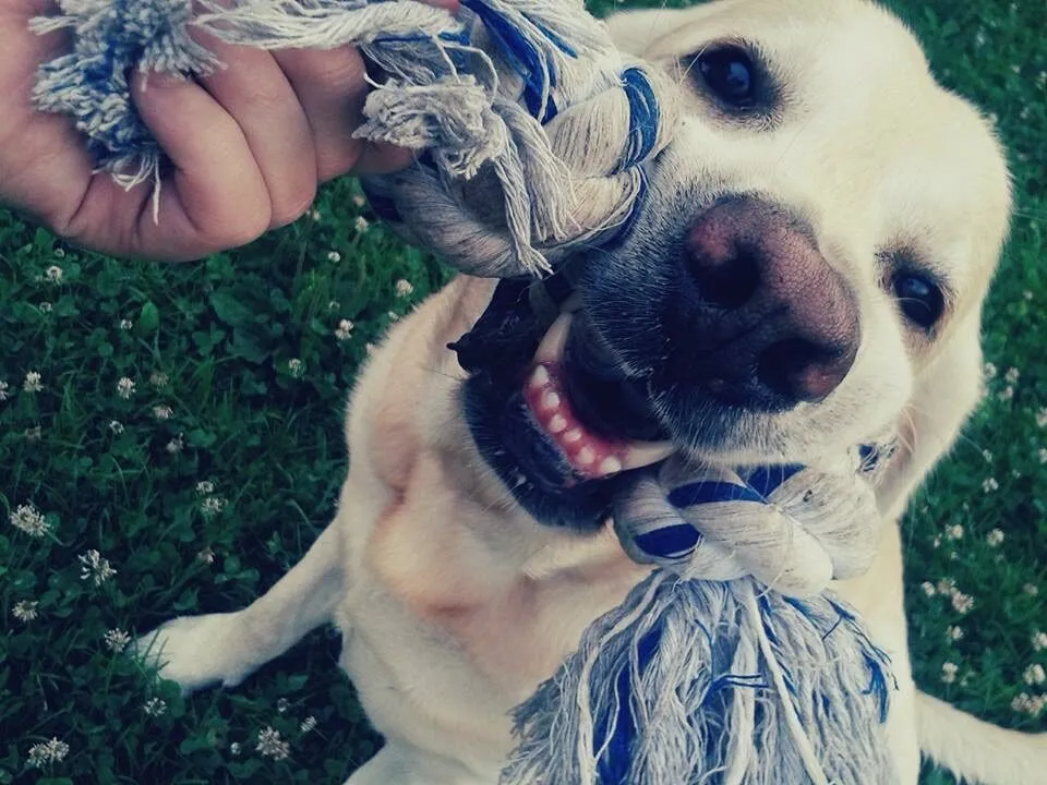 Giada con un cane durante un intervento assistito in una struttura